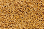 Пшеница оптом (FAS,  FCA,  CIF)