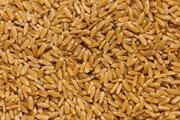 Пшеница оптом (FCA,  FOB,  CIF)